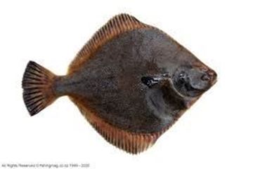 Picture of NEW ZEALAND WHOLE FLOUNDER