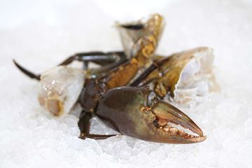 Picture of MUD CRAB PIECES (XL)   5KG