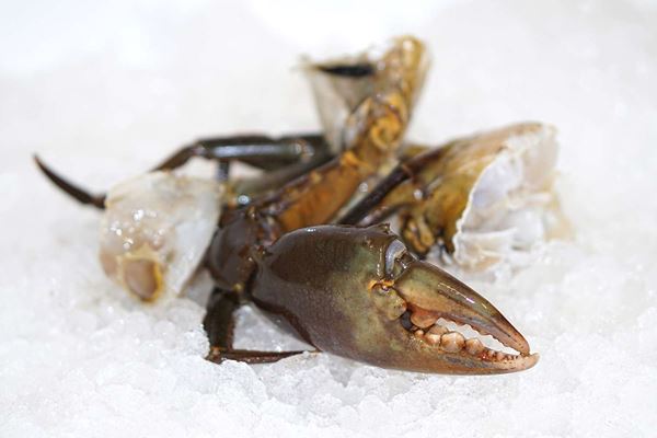 Picture of MUD CRAB PIECES (XL)   5KG