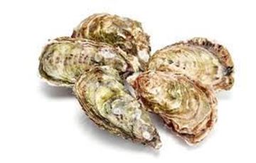 Picture of OYSTERS LIVE PACIFIC PLATE UN OPEN